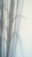 Delicate plant shadows cast on white wall creating organic patterns and natural light effects for minimalist interior design concepts.