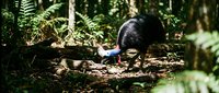 Cassowary bird foraging on forest floor among ferns and fallen logs in tropical rainforest habitat. Wildlife photography for nature documentaries and educational content.