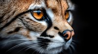 Close up macro shot of wild cat face with bright amber eyes and detailed fur texture showing whiskers and nose in dramatic lighting against dark background.