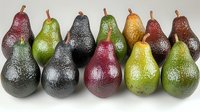 Fresh ripe avocado pears in various colors from green to burgundy arranged in rows on white background, showing natural organic produce diversity.