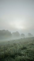 Misty morning landscape with fog rolling over green meadow and distant trees creating atmospheric rural countryside scene for nature backgrounds.