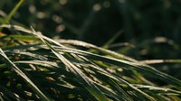Close-up of dried grass blades with golden and green tones, backlit by natural sunlight creating a warm, textured botanical background for nature and seasonal projects.