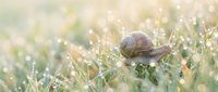 Garden snail crawling through dewy morning grass with soft bokeh light creating peaceful natural scene for wellness and mindfulness concepts.