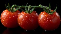 Fresh red cherry tomatoes on vine with water drops against black background, macro photography showing vibrant color and natural texture. Perfect for food industry.