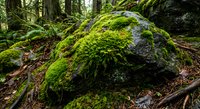 Moss covered boulder in lush green forest with ferns and fallen logs creating serene woodland atmosphere for nature and environmental themes.