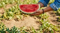 Farmer holding fresh ripe watermelon slice in field during harvest season, agricultural produce and farming concept for food industry.