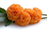 Fresh orange begonia flowers with dark green leaves on white background, macro photography showing delicate layered petals and natural floral texture.