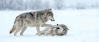 Gray wolves interacting in snowy winter landscape, one standing over another in pack behavior scene for wildlife and nature content.