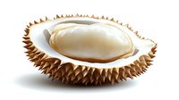 Durian fruit with spiky brown husk and creamy yellow flesh isolated on white background for tropical food design and culinary projects.