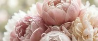 Soft pink and cream peonies with delicate water droplets create an elegant floral arrangement perfect for wedding invitations and romantic designs.