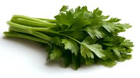 Fresh green celery stalks with bright leaves isolated on white background, ready for cooking, food design and healthy eating concepts.