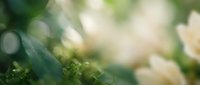 Young moss plant with water droplets on green foliage, blurred garden background with soft bokeh lighting, suitable for nature and botanical projects.