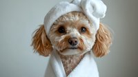 Adorable toy poodle wearing white spa towel and head wrap after bath, looking at camera with expressive brown eyes against neutral background. For pet care concepts.