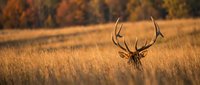 Majestic elk with large antlers resting in golden autumn grassland during sunset. Wildlife photography showcasing natural habitat and seasonal colors.