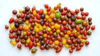 Colorful heirloom cherry tomatoes variety collection scattered on white background. Fresh organic produce for cooking, salads and healthy eating concepts.