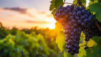 Purple grapes hanging on vine in vineyard at golden sunset with warm light filtering through leaves creating agricultural harvest scene.
