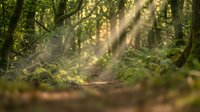 Sunlight streaming through dense forest canopy creating magical rays of light on woodland path with lush green vegetation and moss-covered ground.