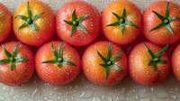 Fresh ripe tomatoes with water drops arranged in rows on gray background. Natural organic produce with vibrant red color and green stems.