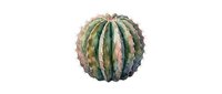 Spherical cactus with green and purple tones isolated on white background, suitable for botanical designs, gardening projects, and nature-themed graphics.