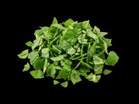 Chopped fresh green spinach leaves pile, isolated on transparent background, ready for food design, menus, stickers, print on demand, and culinary clipart use.