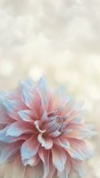 Soft pastel dahlia flower with delicate pink and blue petals against dreamy bokeh background for romantic designs and floral arrangements.