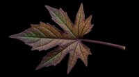 Dark autumn maple leaf isolated on transparent background, ready for t-shirt design, stickers, clipart, print on demand, and sublimation projects.