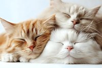 Three adorable sleeping cats in white and ginger colors lying together, showing peaceful expressions and fluffy fur texture against light background.