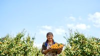 Farmer holding basket of fresh golden apples in orchard during harvest season, suitable for agriculture and food industry marketing.