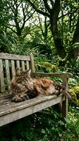 Long-haired tabby cat relaxing on wooden garden bench surrounded by lush green foliage and trees in natural outdoor setting for lifestyle and nature projects.