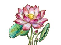Pink lotus flower with green leaves and buds isolated on white background, suitable for botanical illustrations, wellness designs, and decorative applications.
