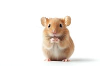 Adorable ginger hamster with white belly sitting upright on isolated white background, looking directly at camera with cute expression and tiny paws held up.