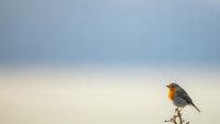 Small robin bird perched on bare branch against soft cloudy sky background during golden hour light creating peaceful nature scene.