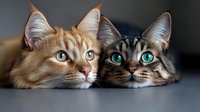 Two adorable domestic cats with striking eyes lying close together, orange tabby and silver tabby felines resting side by side in cozy indoor setting.