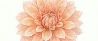 Peach dahlia flower bloom with delicate petals isolated on white background for floral design projects and botanical artwork.