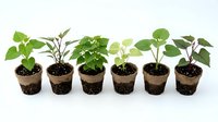 Row of six young green seedlings growing in biodegradable peat pots on white background, perfect for gardening and agriculture concepts.