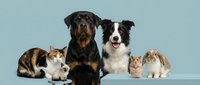 Group of domestic pets sitting together on light blue background including Rottweiler dog, Border Collie, tabby cat, orange kitten and rabbit.