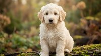 Adorable golden retriever puppy sitting outdoors in autumn garden with warm bokeh background, perfect for pet care and family lifestyle content.