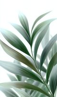 Elegant palm leaves in soft green tones against white background create minimalist botanical composition for modern interior decor and wellness design projects.