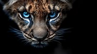 Close-up portrait of wild leopard cub with striking blue eyes and spotted fur pattern against dark background for wildlife photography and nature designs.