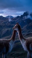 Two vicuñas standing together against dramatic mountain landscape with moody blue sky and rolling hills in background during twilight hour.