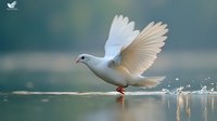 White dove skimming across calm water surface with wings spread wide, creating gentle ripples and water droplets in soft morning light against blurred natural background.