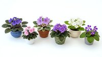 Collection of colorful African violets in decorative pots arranged in row on white background, featuring purple, pink and white blooms for home decor.