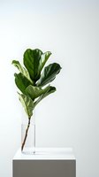 Fiddle leaf fig branch in clear glass vase on white pedestal against neutral background for modern home decor and interior design concepts.