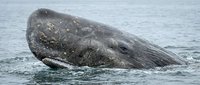 Gray whale head emerging from ocean water surface showing distinctive barnacle-covered skin and baleen plates in natural marine habitat.