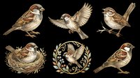 Sparrow bird collection isolated on transparent background, ready for t-shirt design, clipart, stickers, print-on-demand products and sublimation projects.
