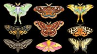 Colorful moth and butterfly collection isolated on transparent background, ready for t-shirt designs, clipart, stickers, sublimation, print-on-demand products and digital crafts.