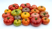 Colorful heirloom tomatoes in various sizes and shades of red, orange, yellow and green arranged on white background for fresh produce marketing.