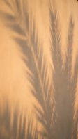 Tropical palm leaf shadows cast on warm beige wall creating natural botanical silhouette patterns for interior design and wellness concepts.
