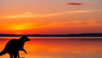 Dog silhouette sitting by calm lake during golden hour sunset with vibrant orange and pink sky colors reflecting on water surface creating peaceful moment.