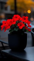 Vibrant red geranium flowers blooming in black modern pot against blurred evening background with warm bokeh lights, creating dramatic contrast and mood.